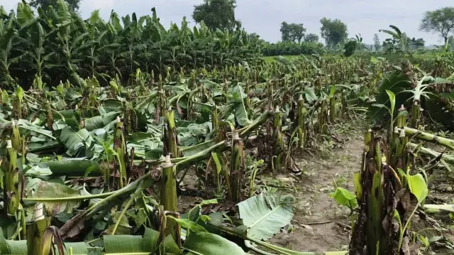 মেহেরপুরে তিন বিঘা জমির কলাগাছ কেটে সাবাড়, ছয় কৃষক সর্বস্বান্ত