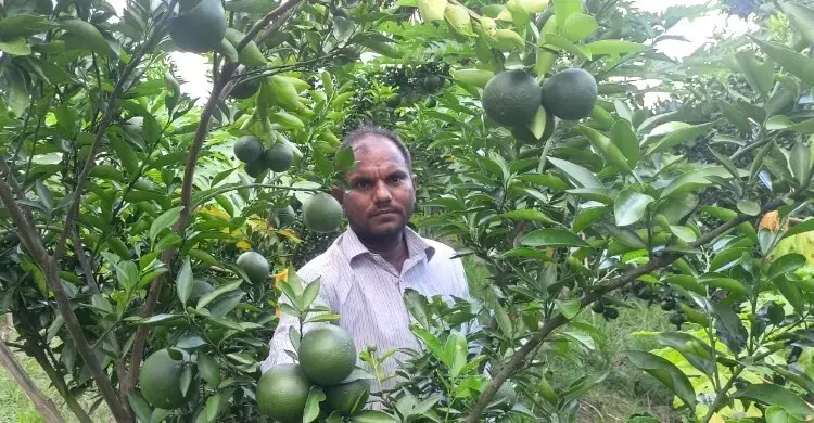 মাগুরায় ৩টি মিশ্র বাগানে ঝুলছে মিজানের পরিশ্রমের ফল