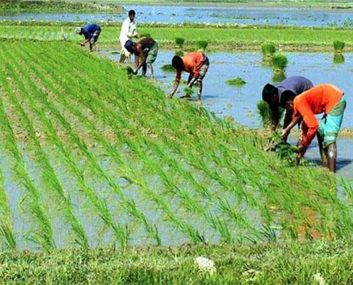 গাইবান্ধায় সাড়ে ৩৩ হেক্টর বীজতলা নষ্ট, বিপাকে কৃষকেরা