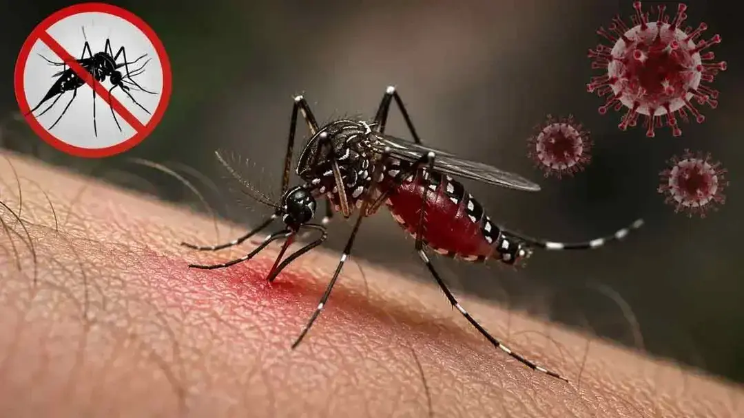 ডেঙ্গুতে মৃত্যু ৩০০ ছাড়াল, আক্রান্ত লাখ ছুঁইছুঁই
