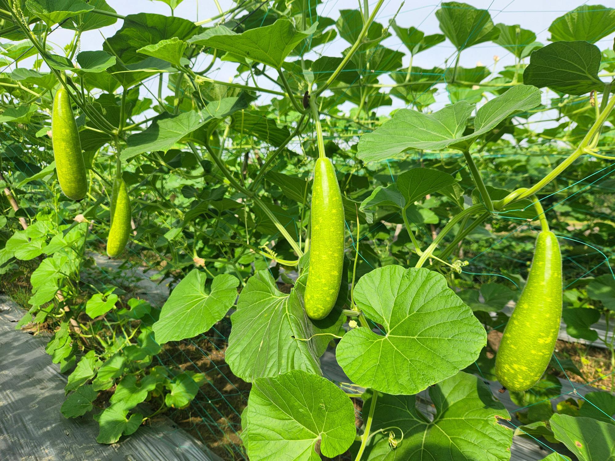 আধুনিক কলাকৌশলে লাউ উৎপাদন