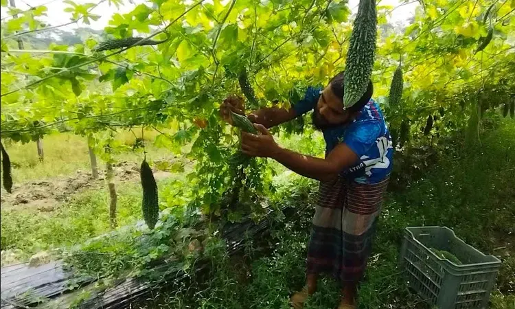 সংযুক্ত ছবি
