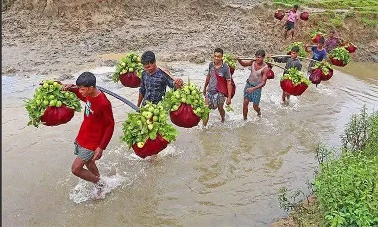 চট্টগ্রামের পাহাড়ি কৃষকের মুখে হাসি ছড়াচ্ছে সুস্বাদু ‘কাঞ্চন পেয়ারা’